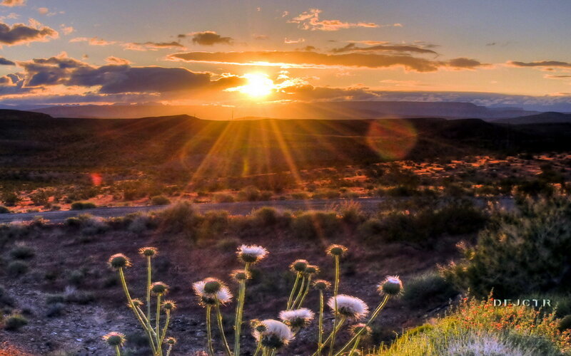 Thistle Flowers in Desert — Orange