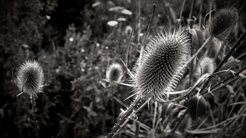 Thistle Flowers in Field — Black
