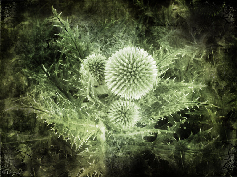 Thistle flowers in green tones