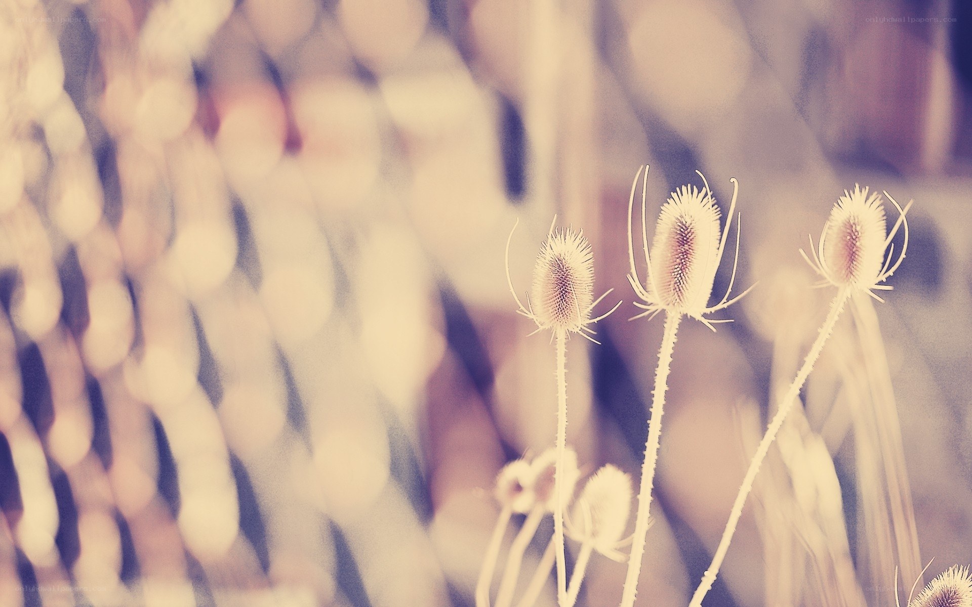Thistle flowers in soft focus