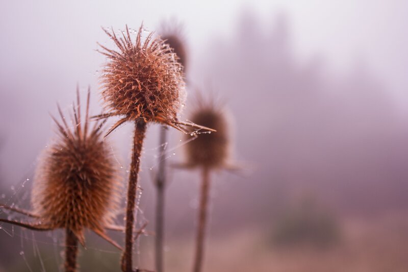 Thistle Heads with Dew
