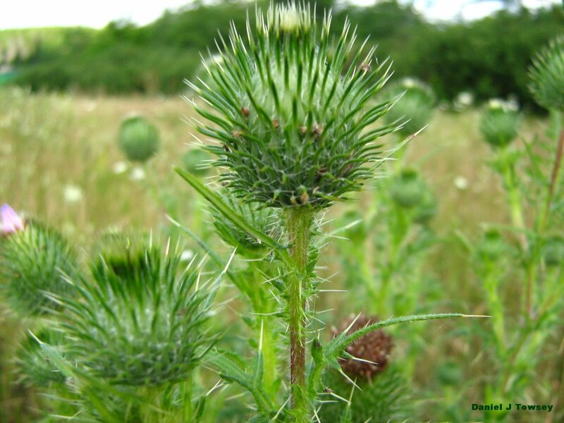 Thistle in a field