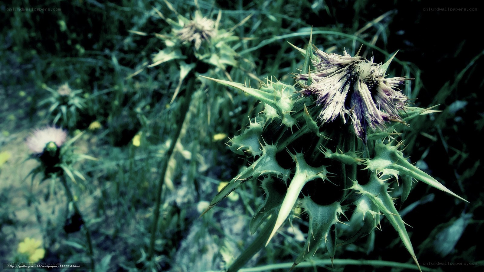 Thistle in a green field