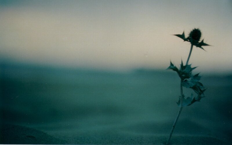 Thistle in a misty landscape