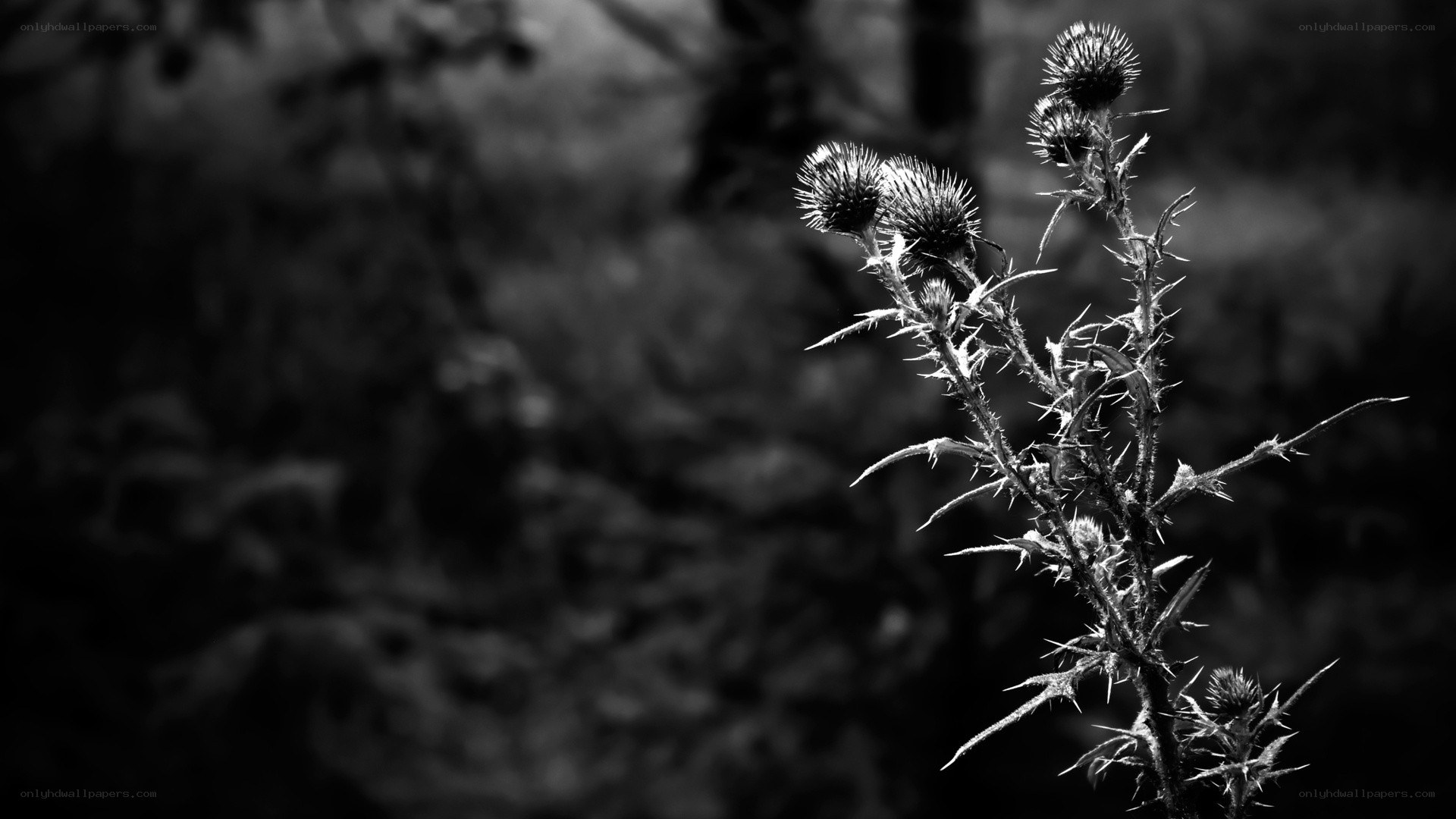 Thistle in black and white