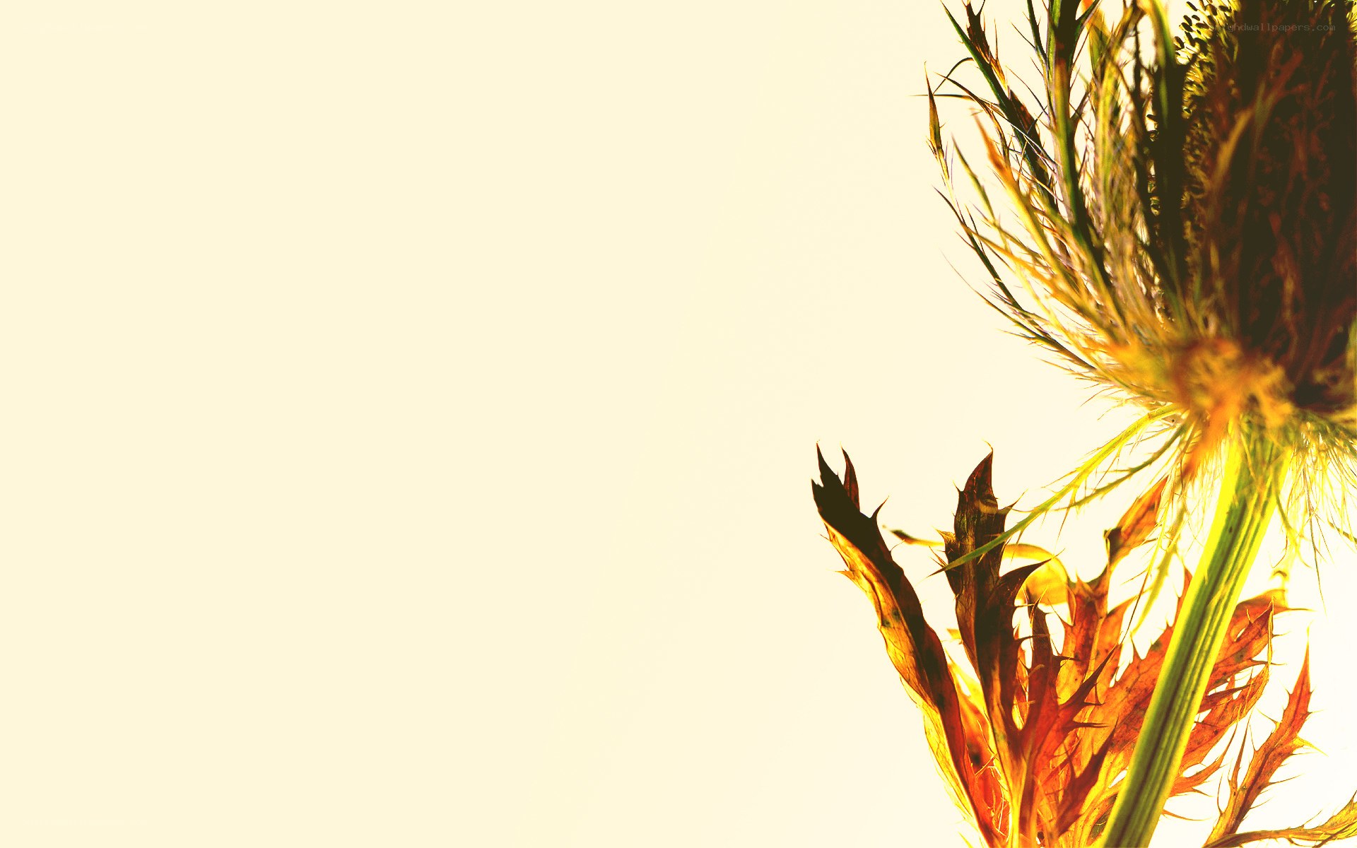 thistle in golden light