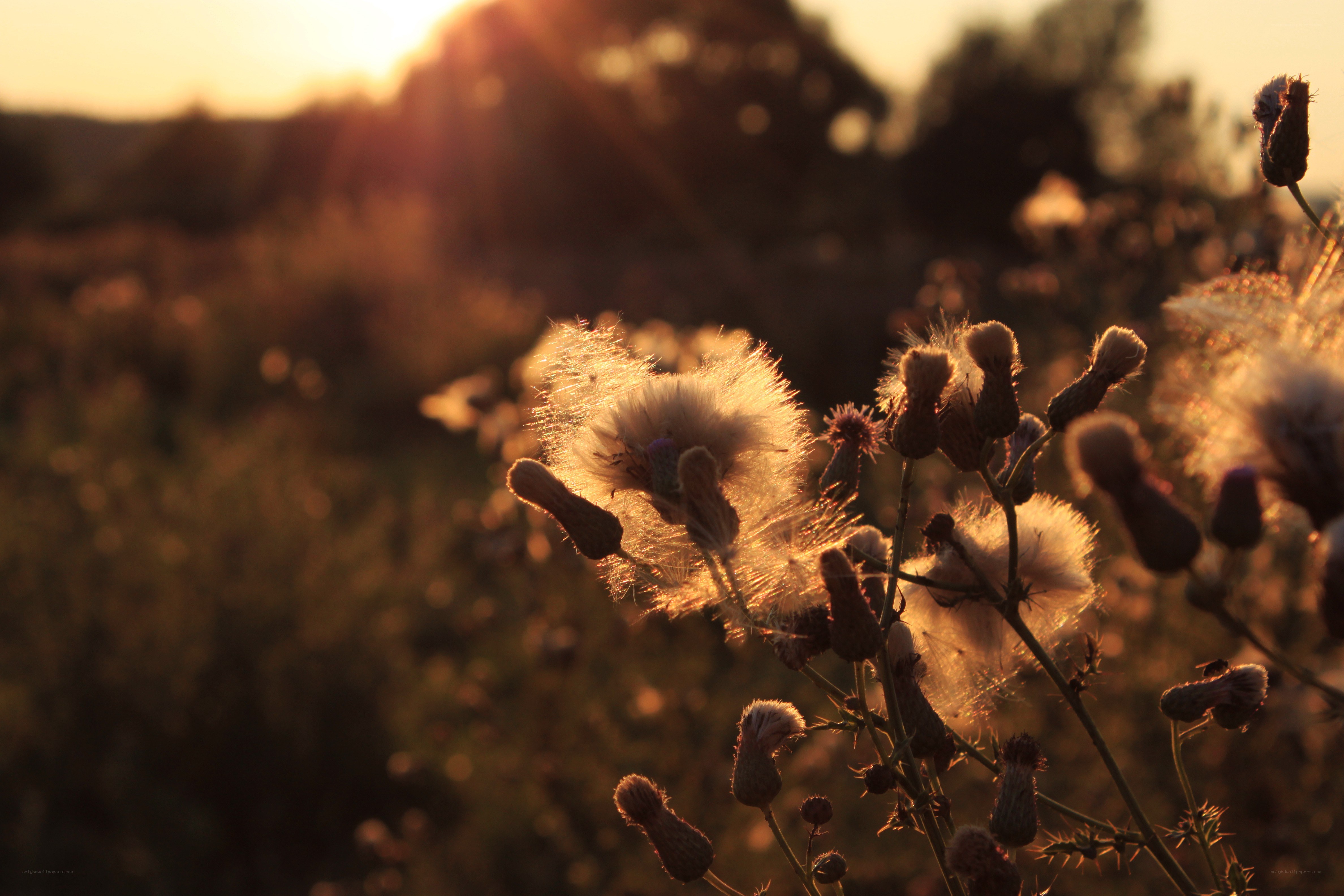 Thistle in golden sunset