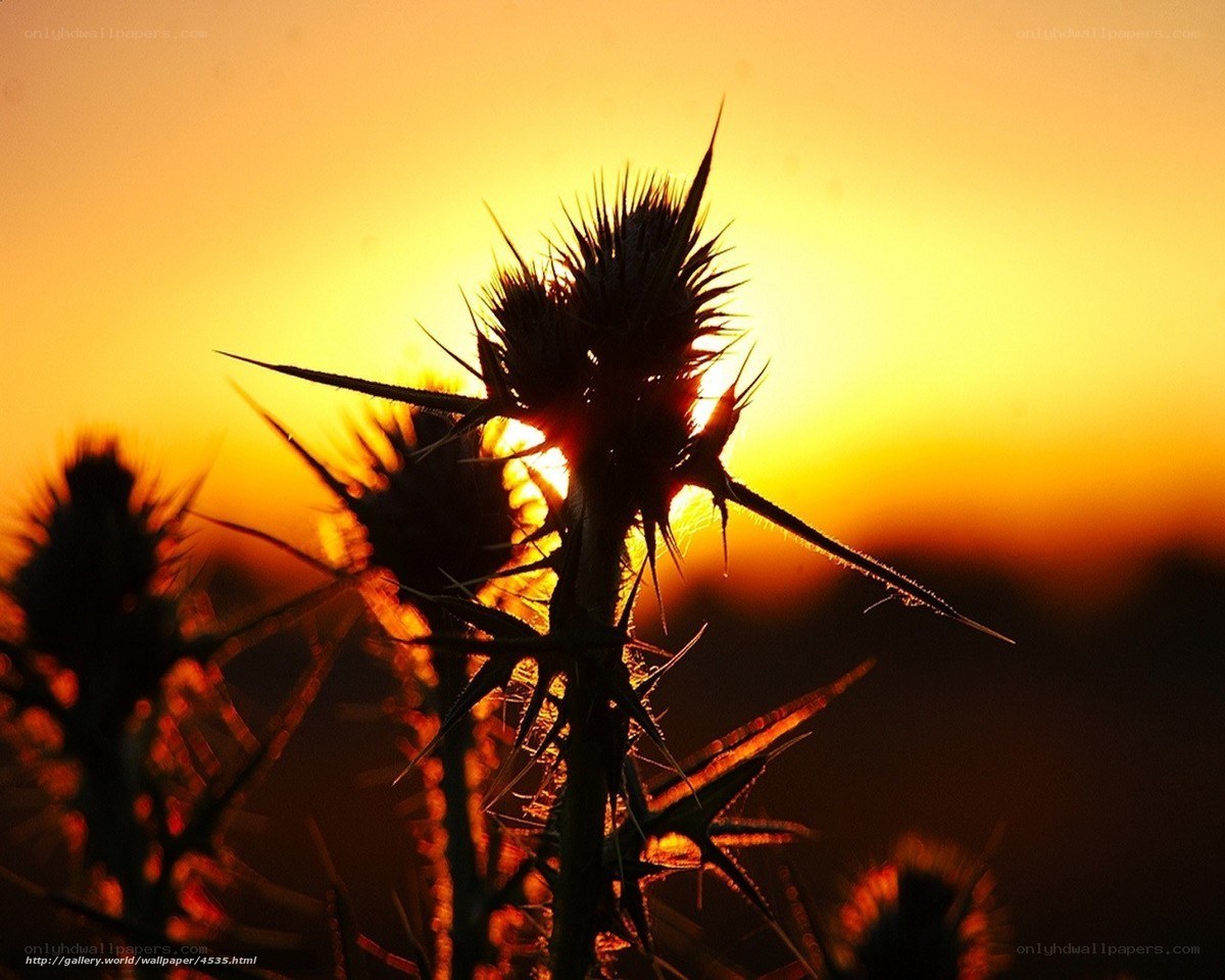 Thistle in Sunset Silhouette