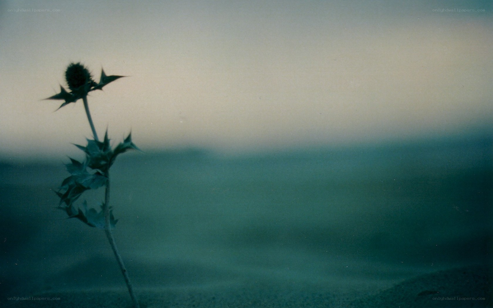 Thistle in the Dunes