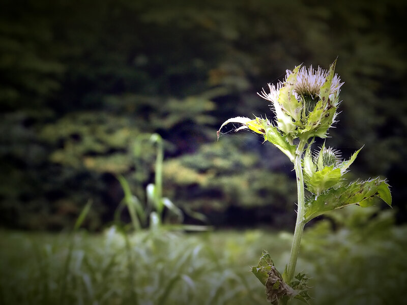 Thistle in the forest