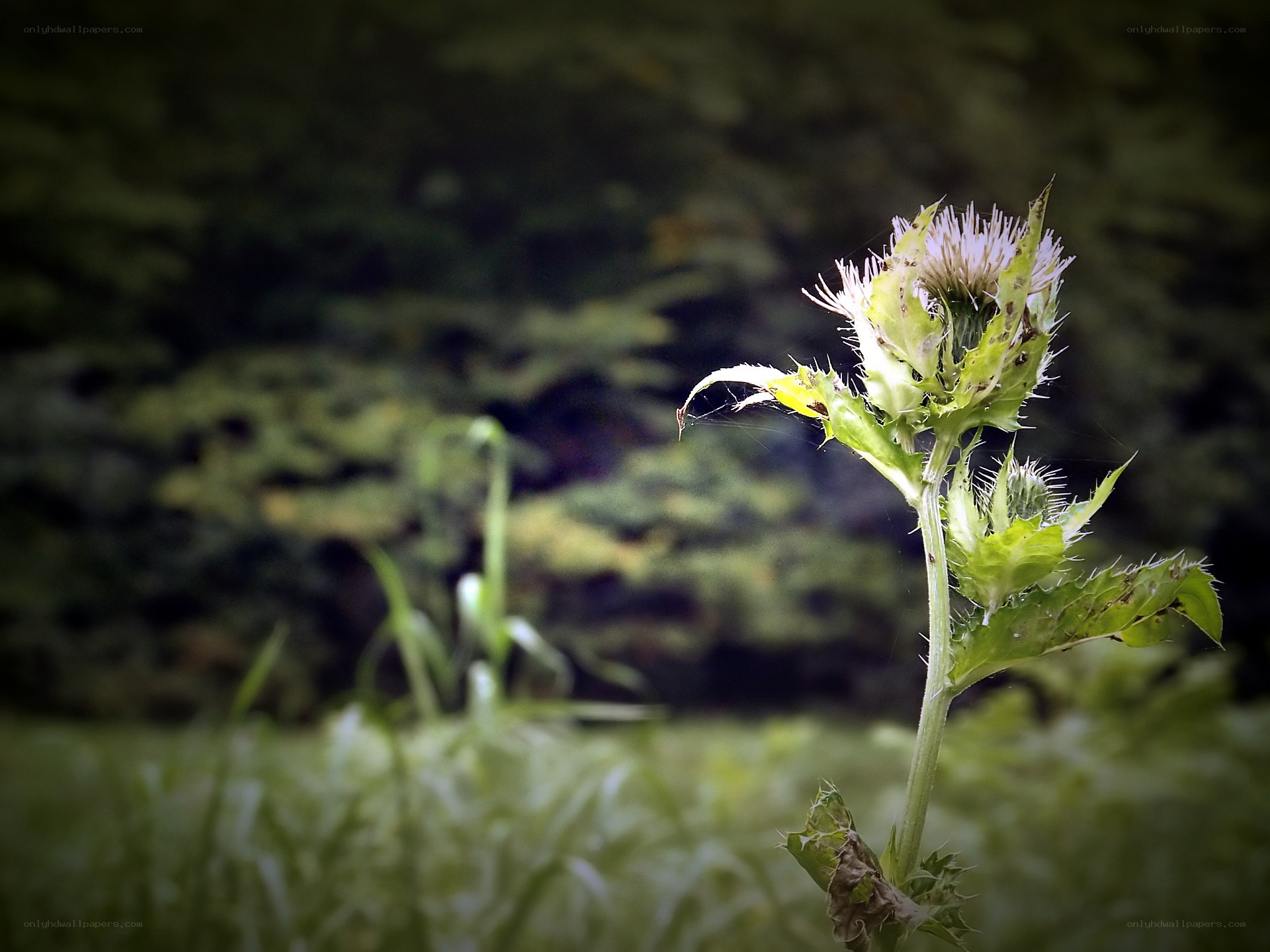 Thistle in the forest