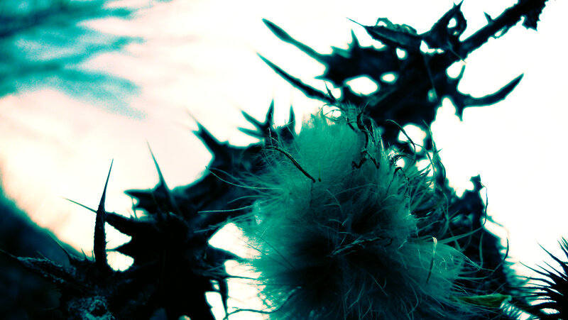 Thistle in the wind