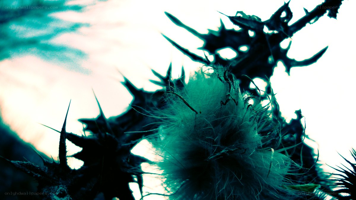 Thistle in the wind