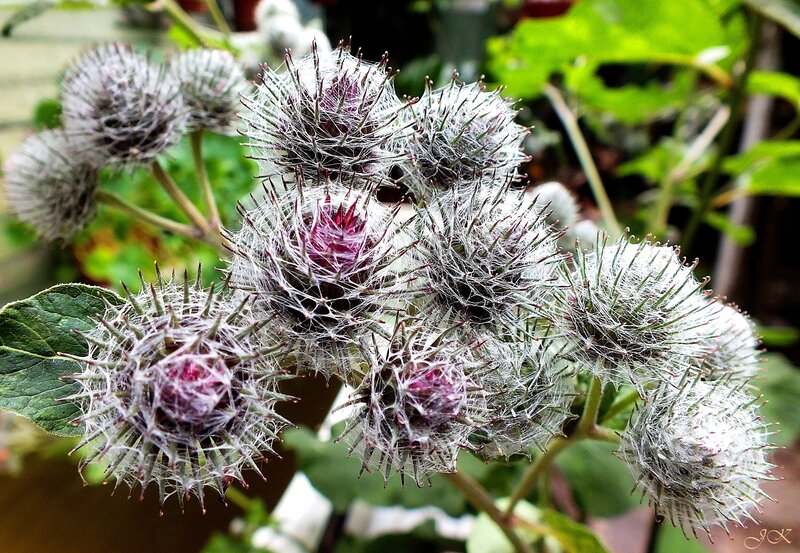 Thistle-like Flower Heads