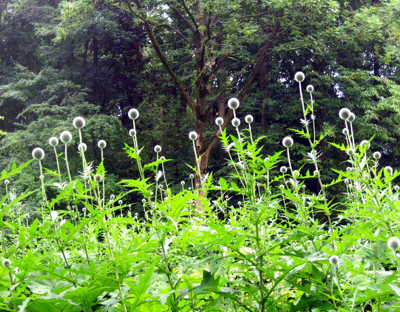 Thistle-like Flowers in Forest