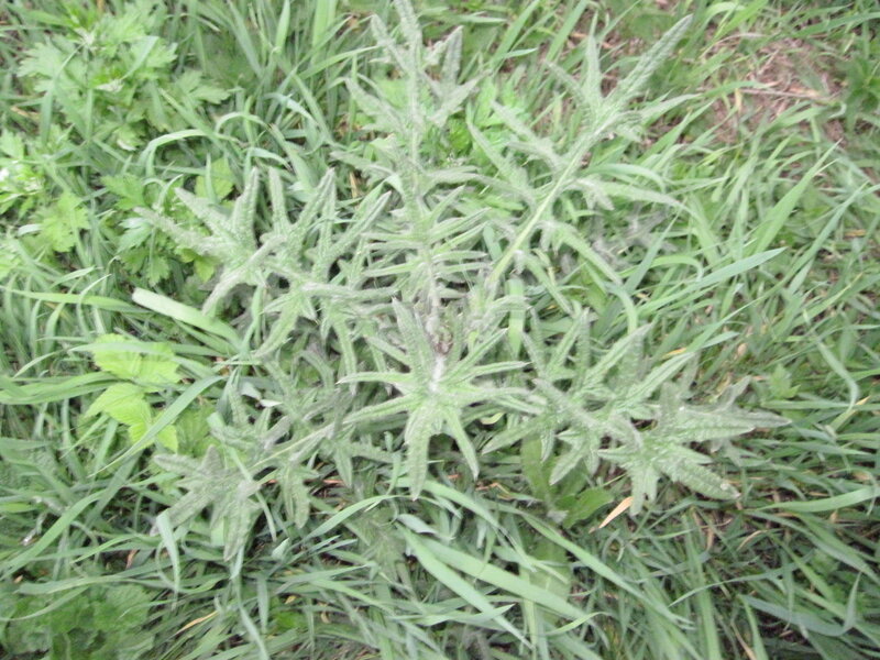Thistle Plant in Grass