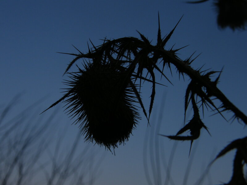 Thistle Plant Silhouette