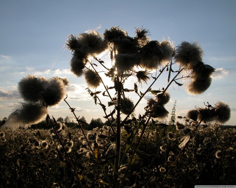 Thistle Plants at Sunset — Blue