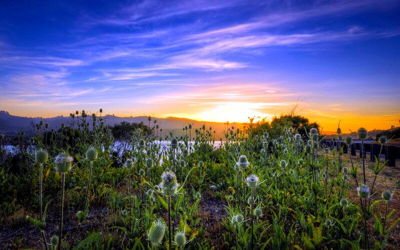 Thistle Plants at Sunset