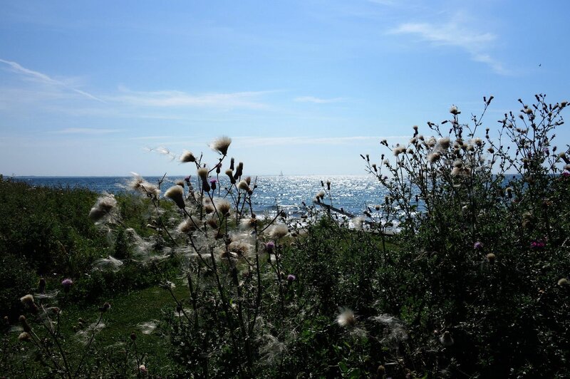 Thistle Plants by Sea