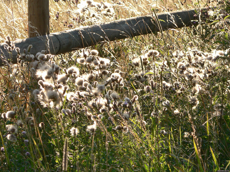 Thistle Plants in Field — Green