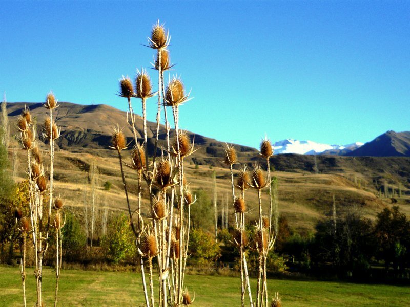 Thistle Plants in Field