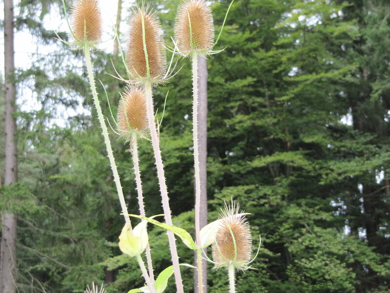 Thistle Plants in Forest