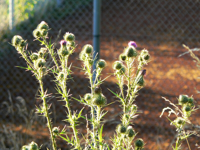 Thistle plants in sunlight