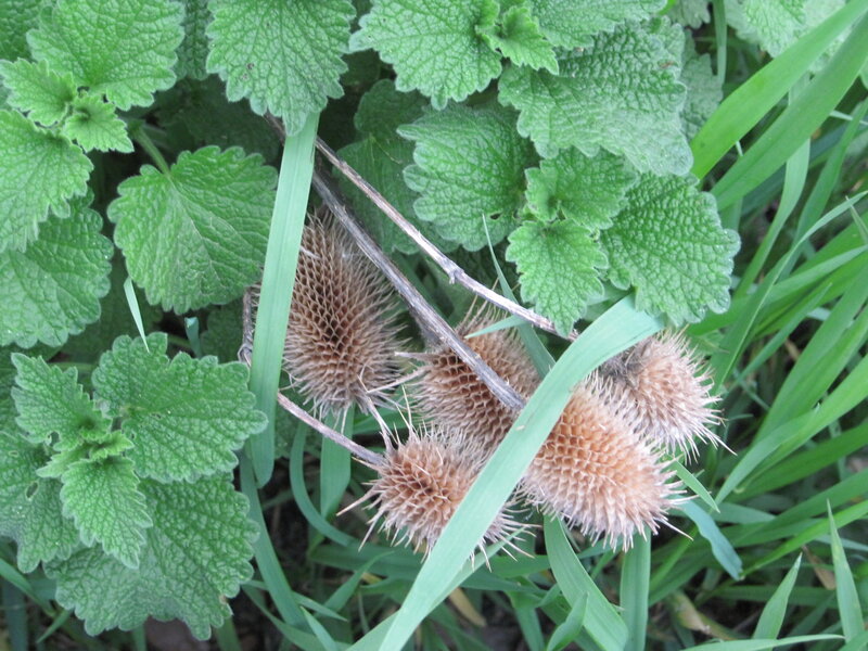 Thistle Seed Heads