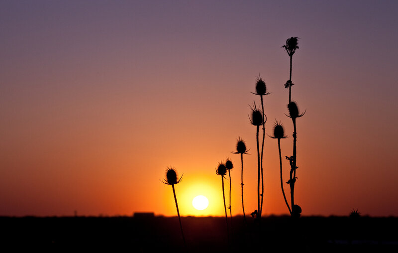 Thistle Silhouettes at Sunset — Orange