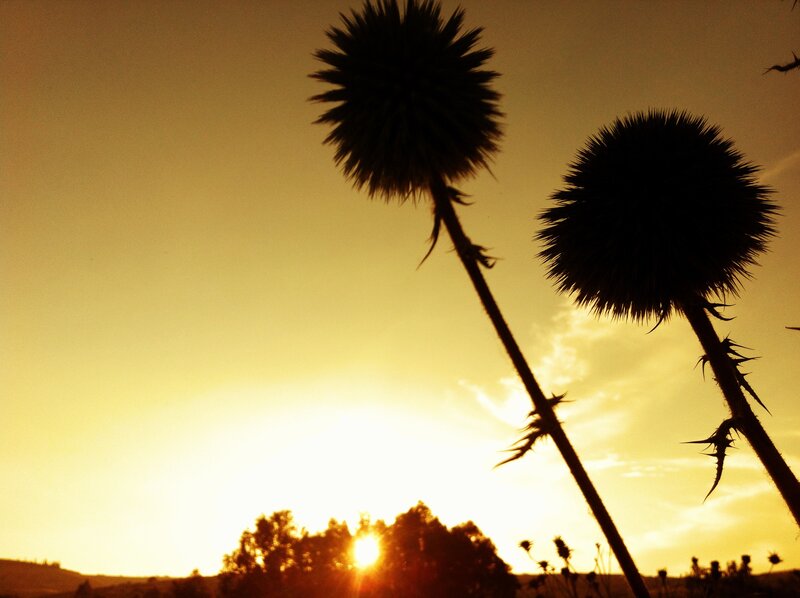 Thistle silhouettes at sunset