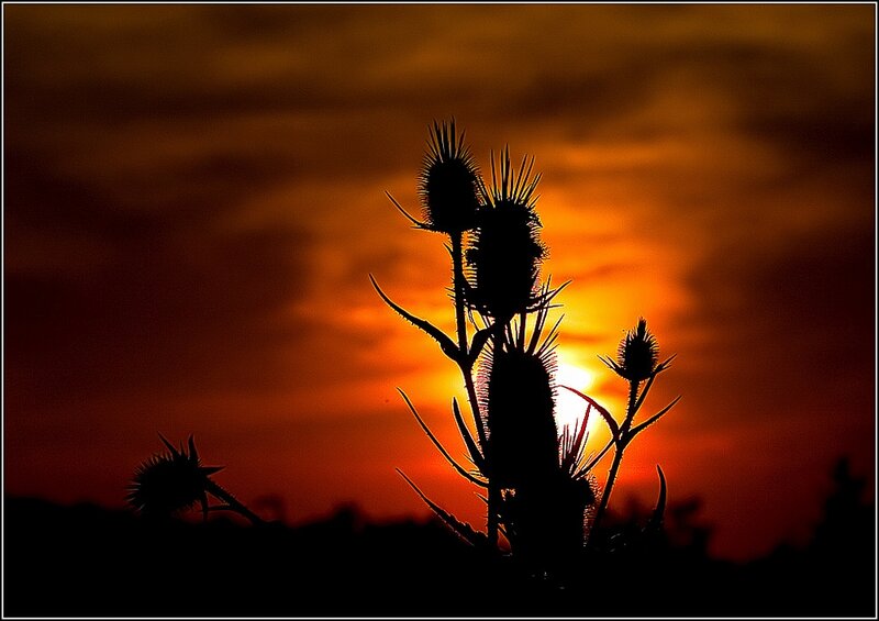 Thistle Silhouettes