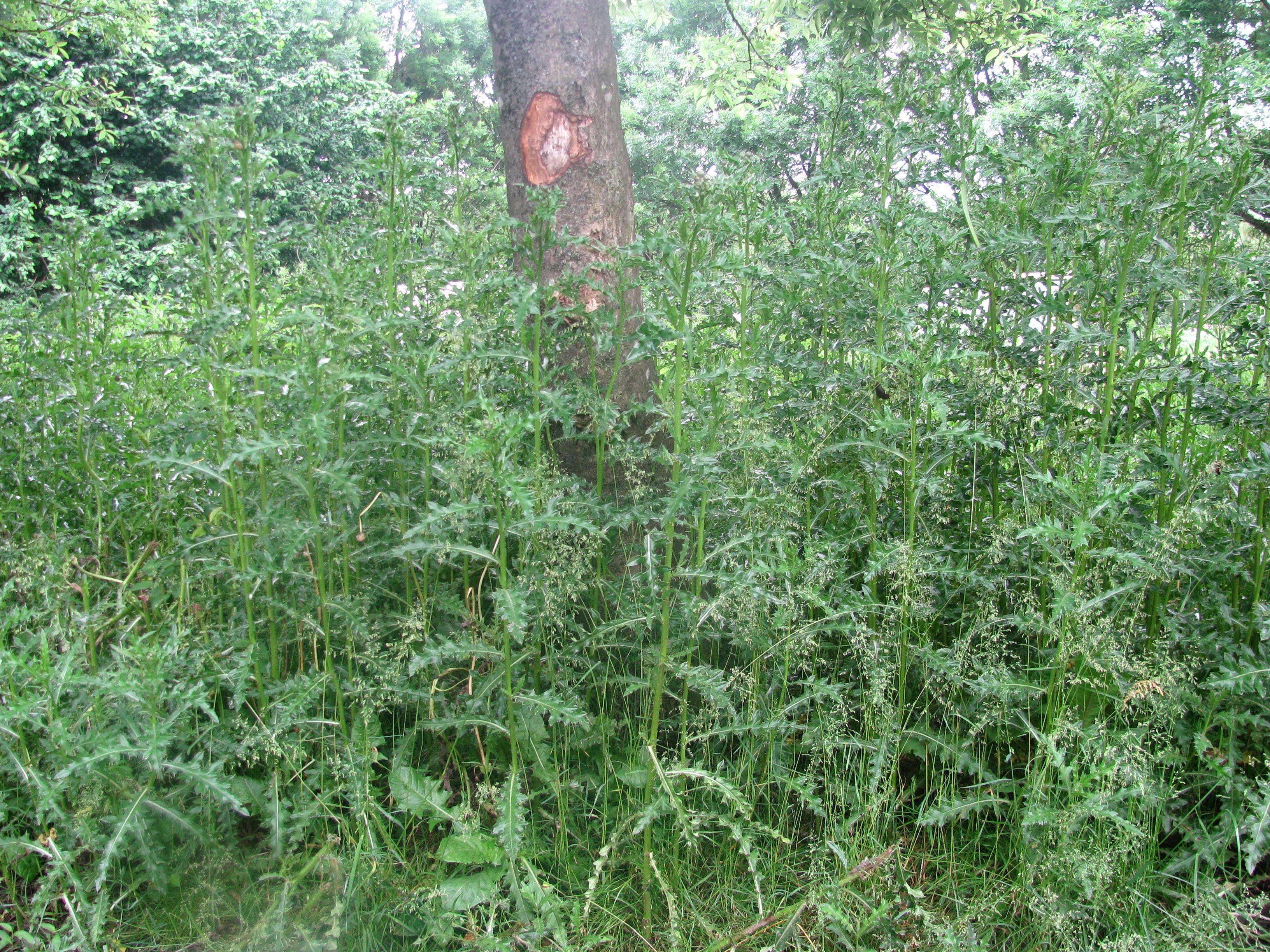 Thistles growing near a tree