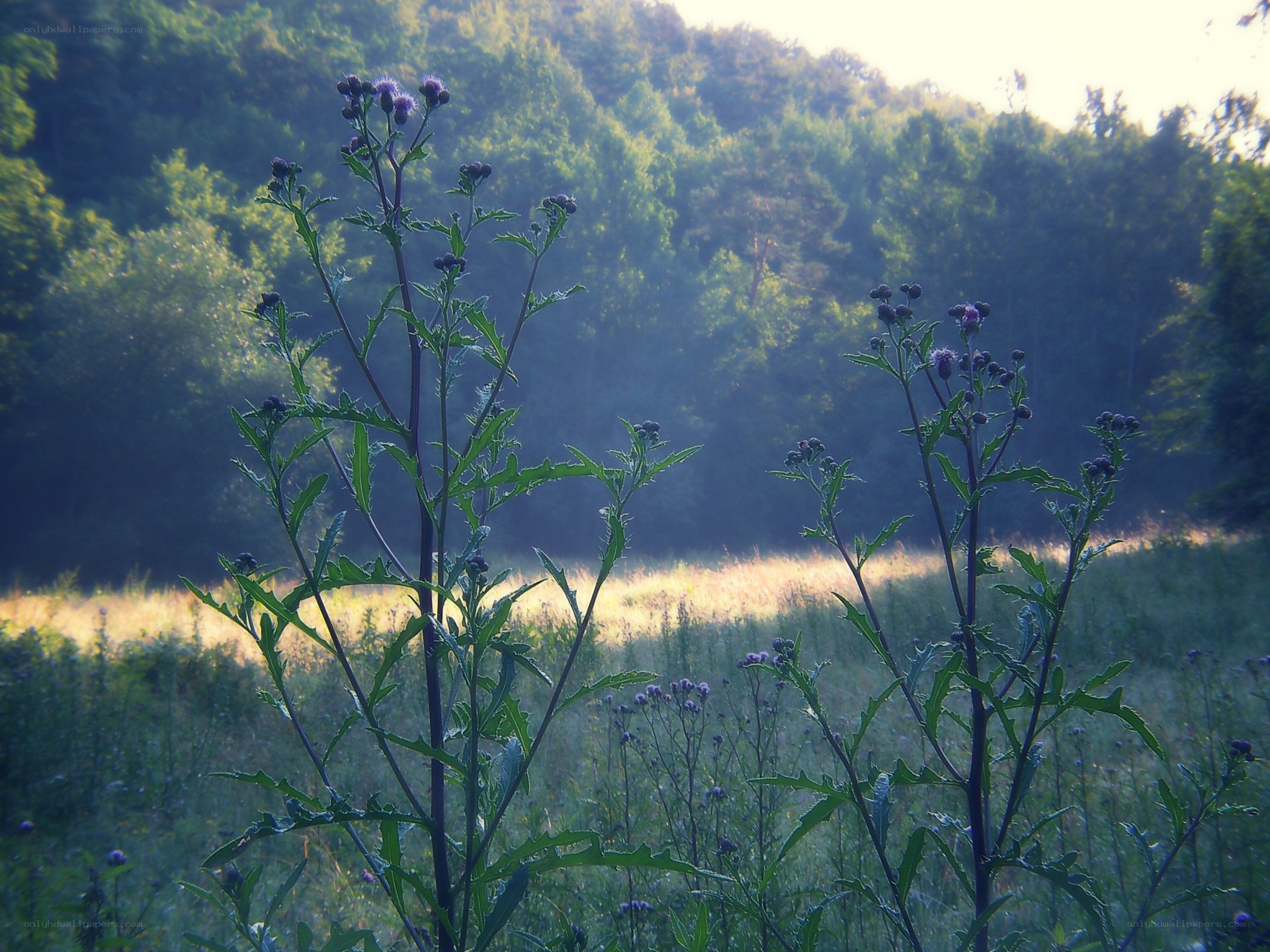 Thistles in a misty meadow