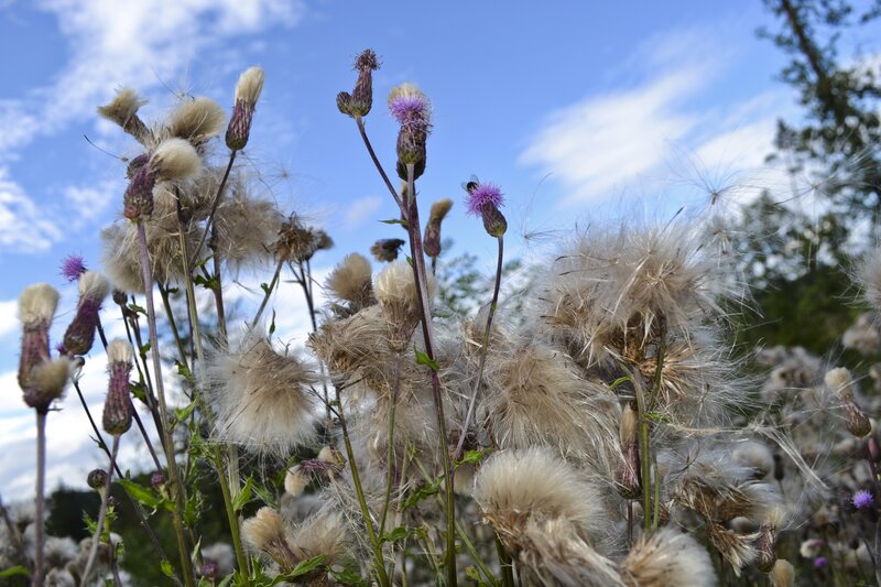 Thistles in the Wind