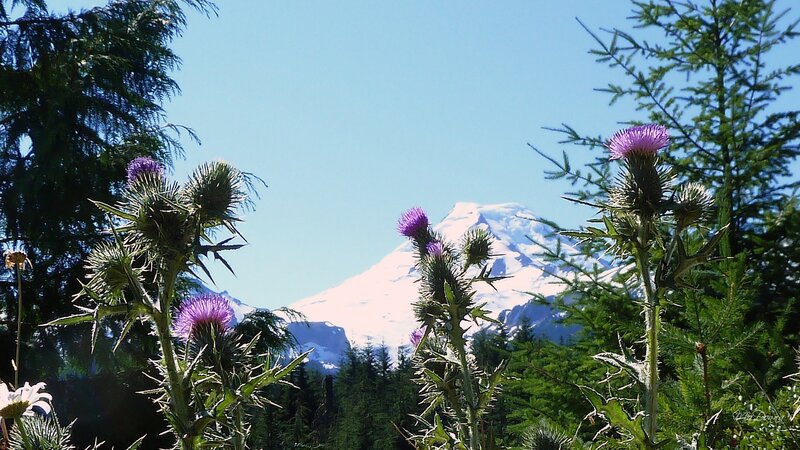 Thistles with Mountain