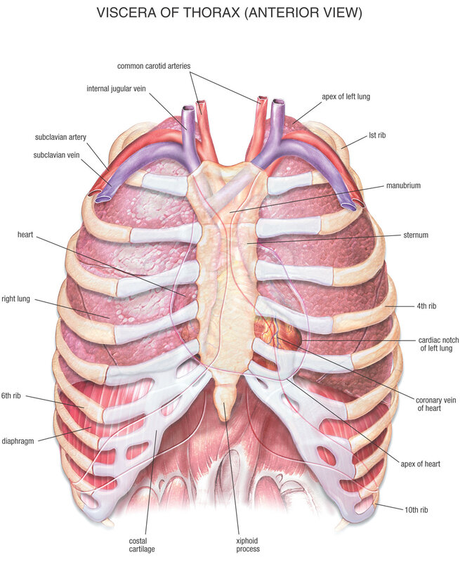Thorax viscera anterior view