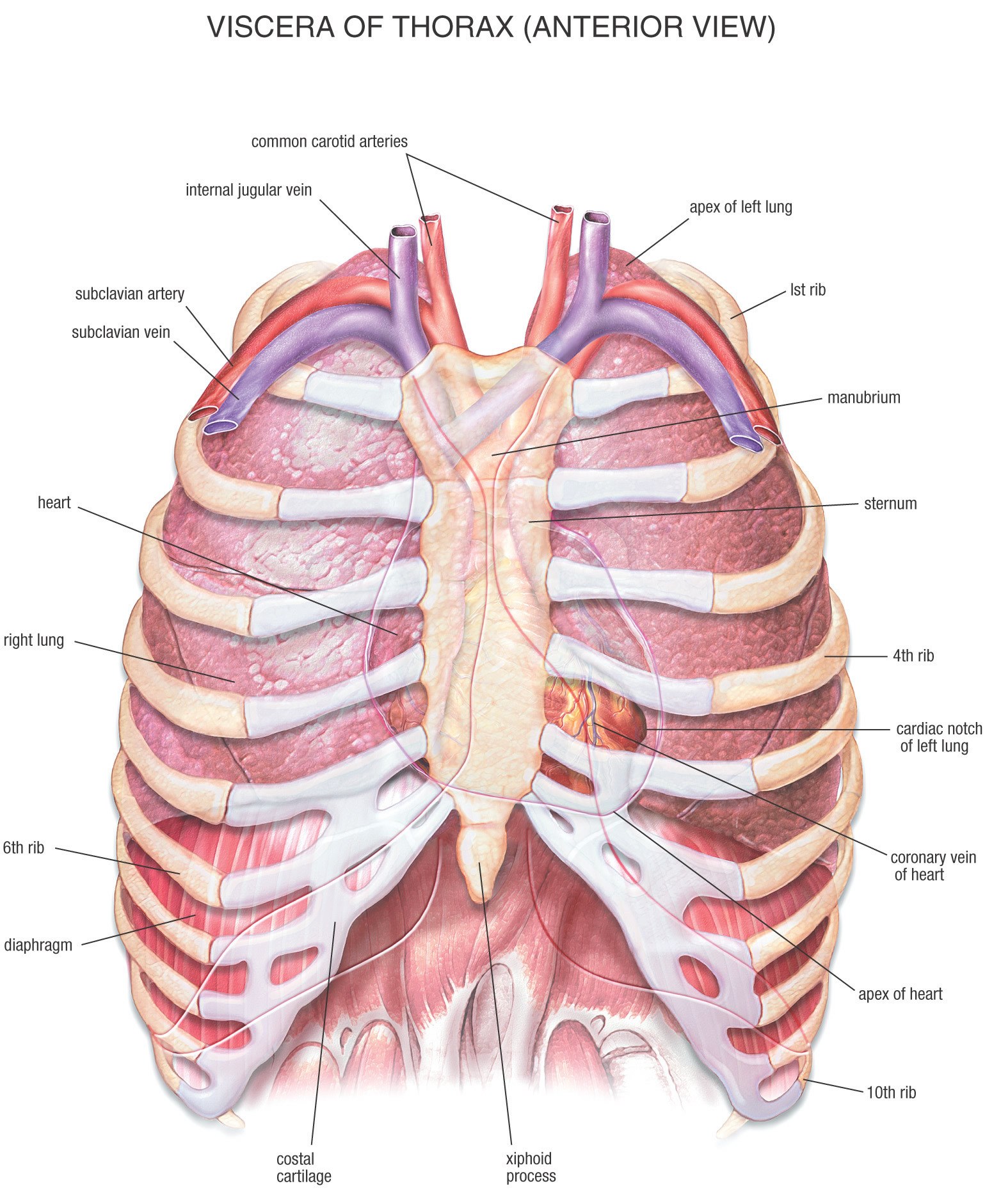 Thorax viscera anterior view