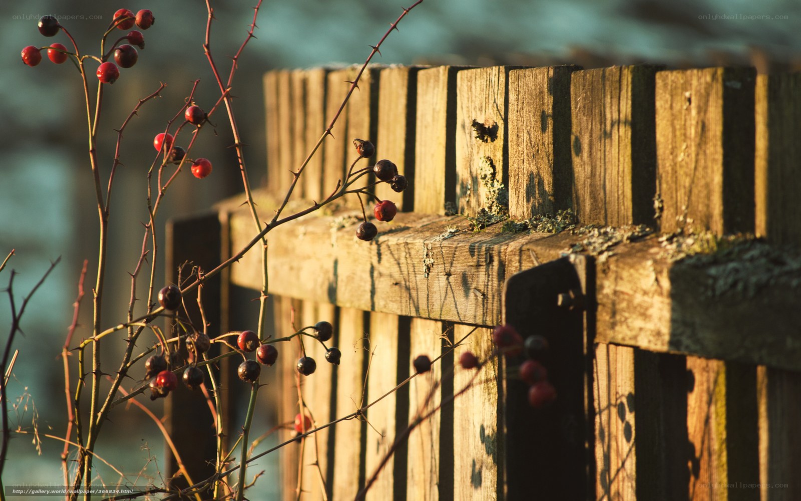 Thorny berries on a wooden fence