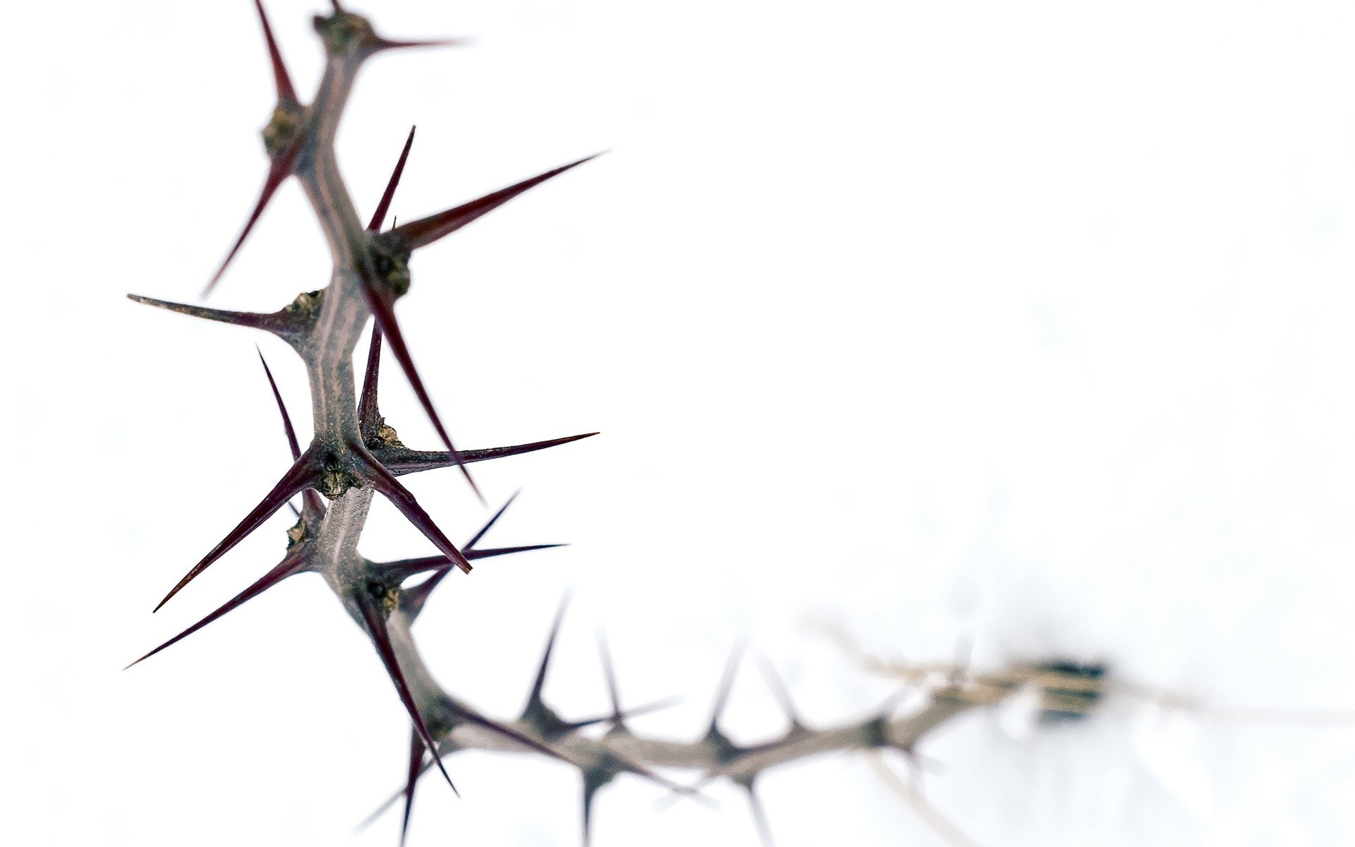 thorny branch against white background