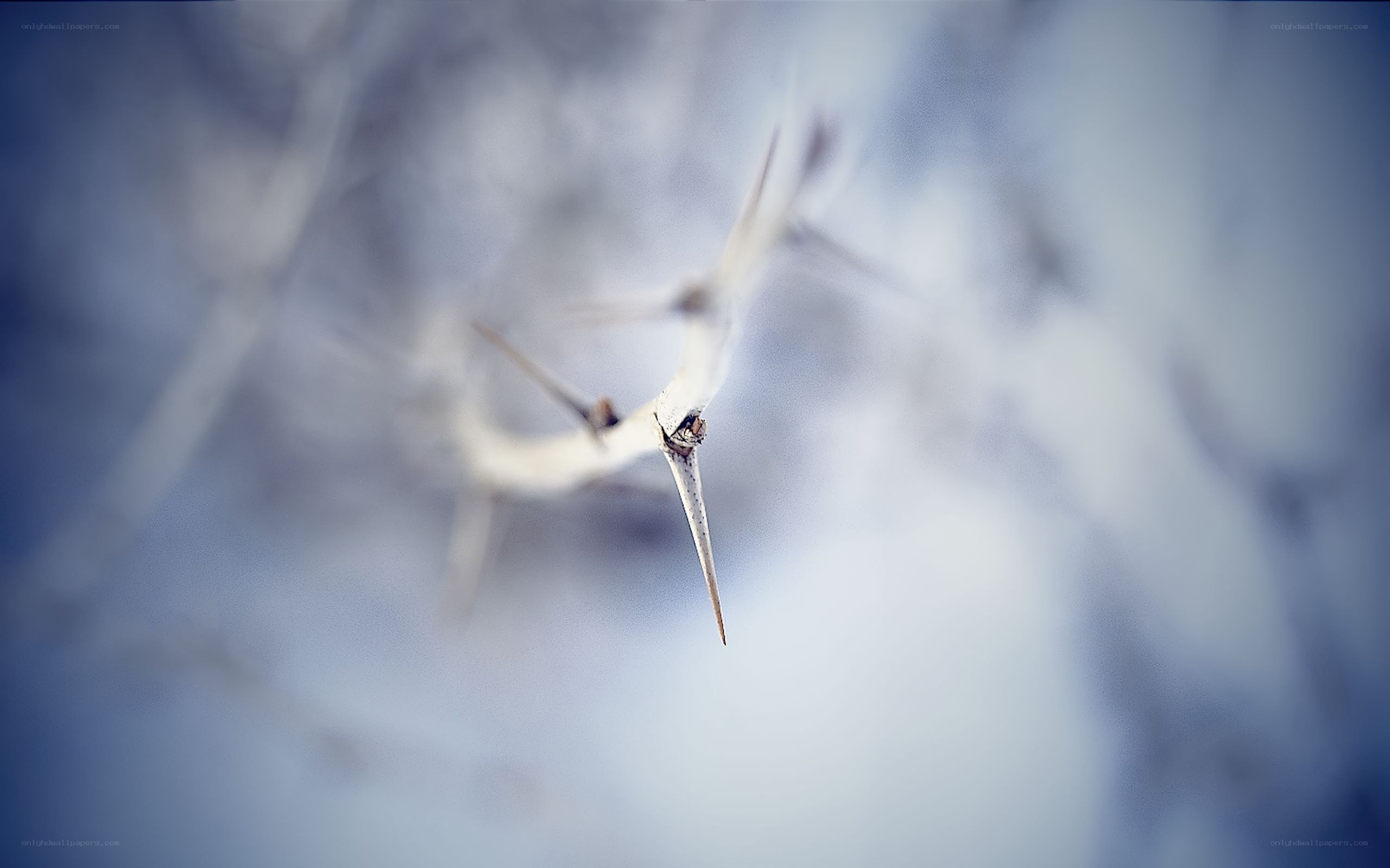 thorny branch in focus