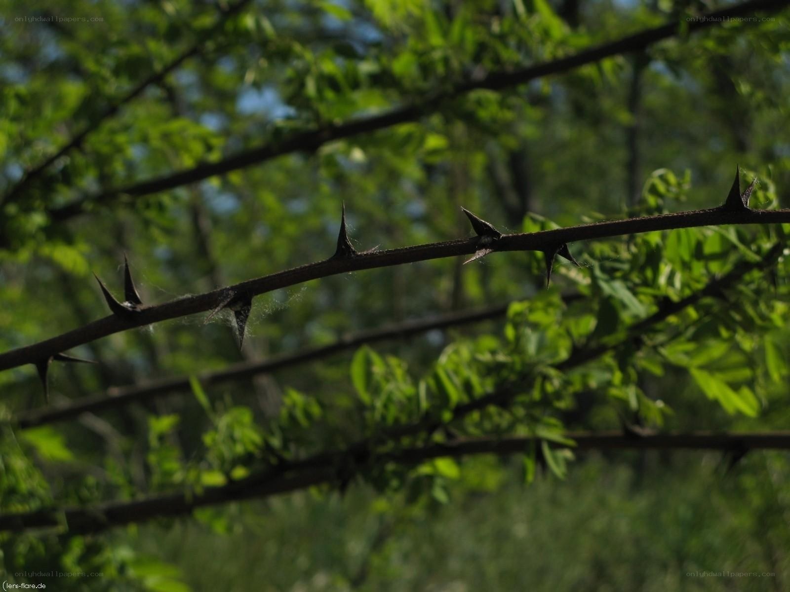 thorny branch in forest
