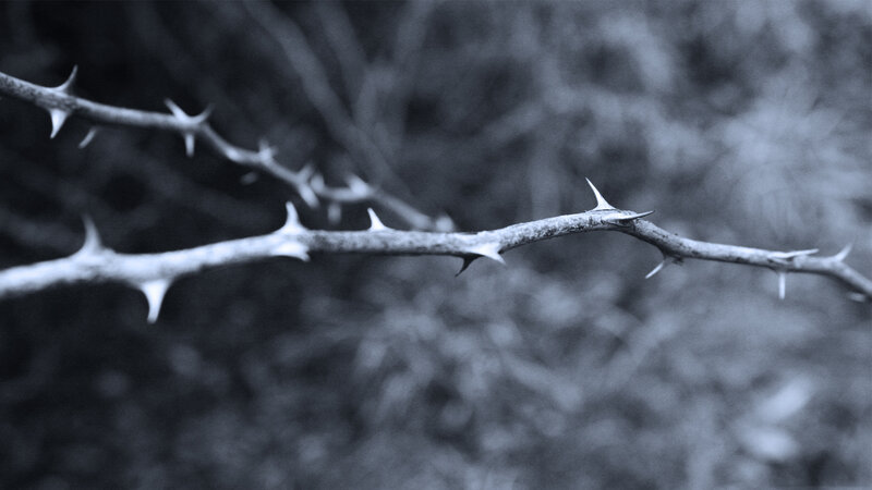 thorny branch in grayscale