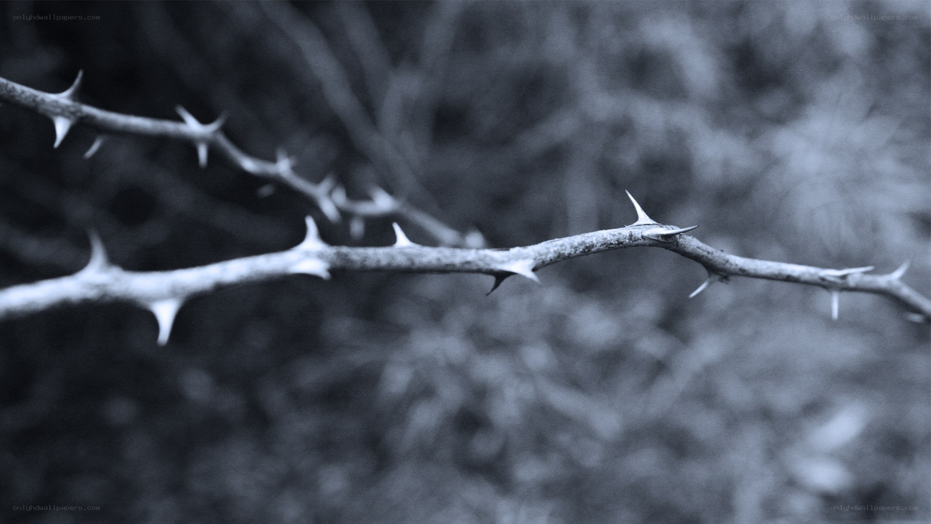 thorny branch in grayscale