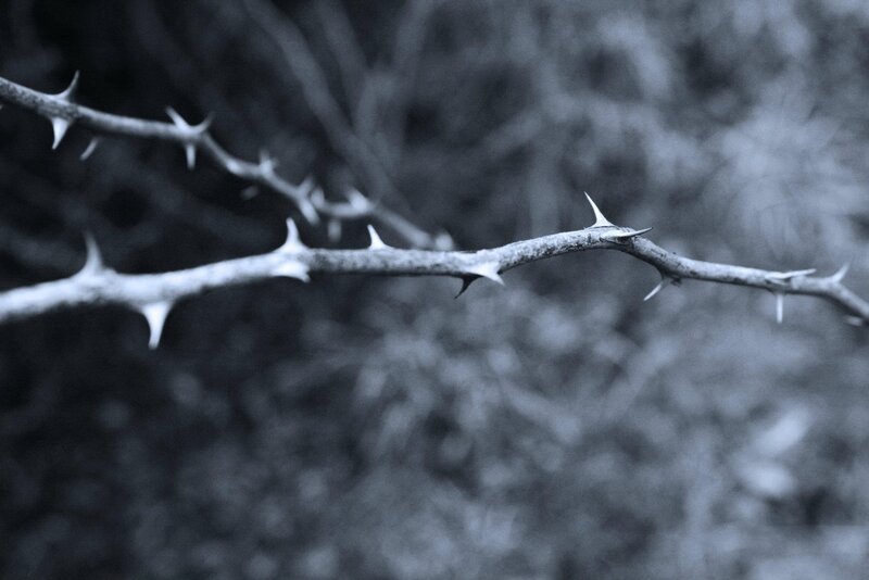 Thorny branch in monochrome
