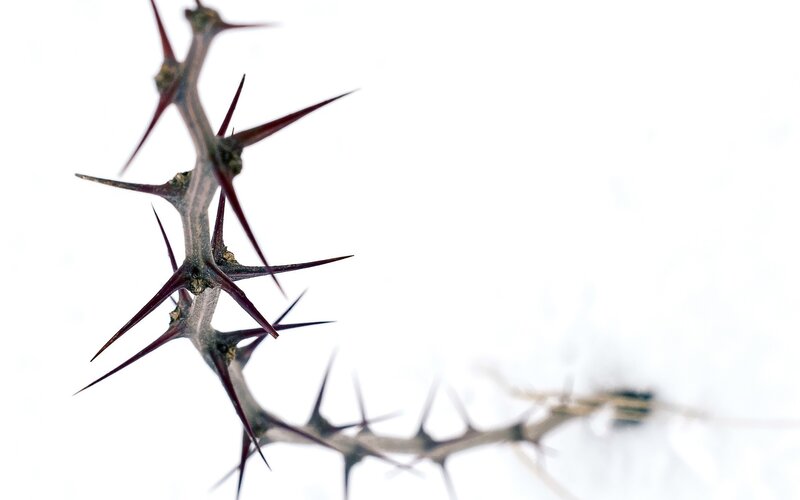 Thorny Branch in Snow — White