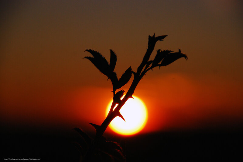 Thorny Branch Silhouette — Orange