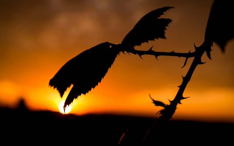 Thorny Branch Silhouette