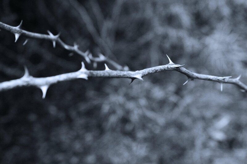 Thorny Branch