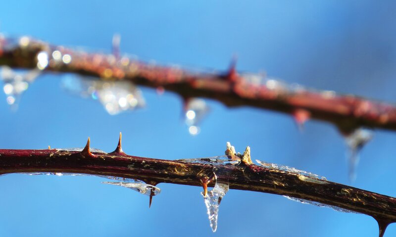 Thorny Branch with Ice — Blue
